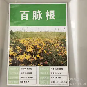 优质新采摘牧草种子 百脉根种子 发芽*** 价格便宜 ***