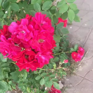 ���������ͺ��¼����طỨ�¼� �����¼� ������۸����