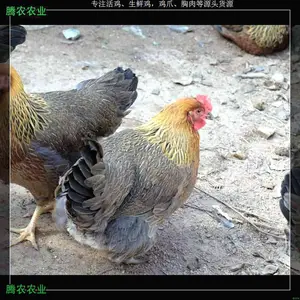 �����⼦ʳ��������ũ�����չ������������Ƽ�