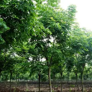 潢川县绿海花木种植专业合作社