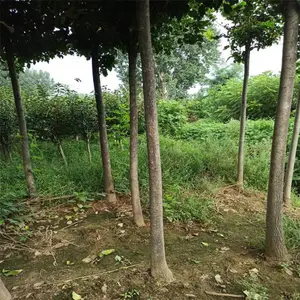 6公分白蜡-7公分8公分白蜡-10公分 15公分白蜡树