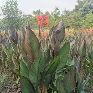 ��ɫ�����˽��Ļ��� ��Ҷ���˽����� ��Ҷ���˽� ����������̻�С��