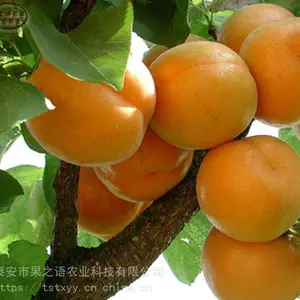������ݮ�籨��