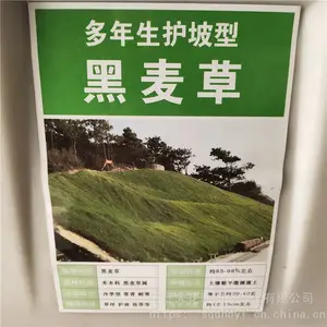 优质新草坪种子 多年生黑麦草种子 发芽*** 价格便宜 ***