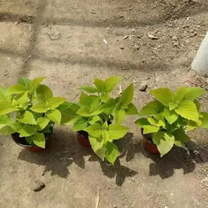 彩叶草 立体绿化小苗适应能力 城市公园花坛摆花