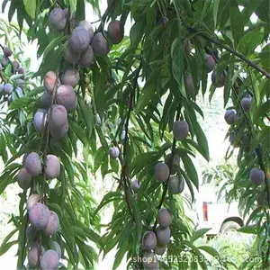 布朗李子苗品种*** 西梅李子苗结果时间 2年李子苗哪里有卖 西梅李子苗
