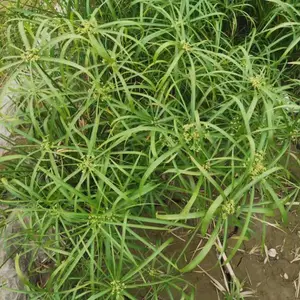 ��ɡ�� ��ɡ�ݻ��� �糵�� ��ɡ�ݸߴ���� ��ӱ