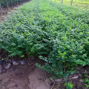 ����СҶŮ����-��������-��ƷСҶŮ����
