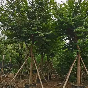 供应宫粉/洋紫荆