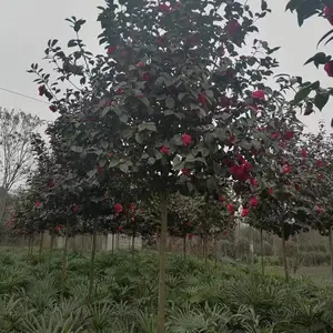 �ɶ��軨�� ������ ���۵ĸ߸˲軨������ ���Ӷ��ܶ�