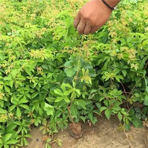 ��Ҷ�ؽ� ������ �޲��溦 �������Ǻû��۵� ��������