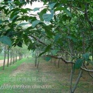 江苏杜仲树苗批发5元 江苏胸径5cm杜仲树苗报价
