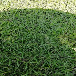 深圳兰引三号草皮假俭草种植养护方法