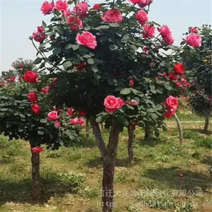 ����ؾ�4���ָ߸��¼����۸� �羰��״�¼�������