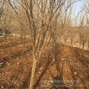 1�׻�ʯ�� ���߳����䲻ʵ ����ƤΪ���� Ҳ���˻������� ������ʯ��