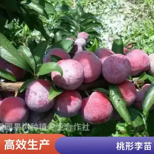 �����������������������Ǯ�������������޽��������������