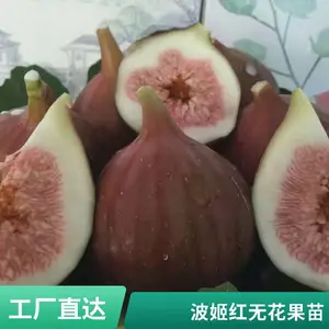 �޻����� ������� ����Ʒ�� �������Ͻ�� �޻�������