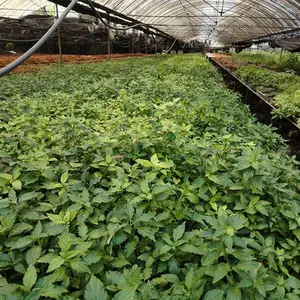 细梗香草 细梗香草苗 细梗香草干品 批发零售 优质苗供应