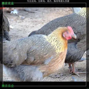�ӻ�����������ũ�������ʼ�����Զ��Ƽ�