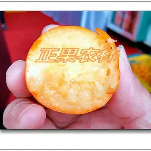 融安脆蜜金桔为什么能独领风骚增产增收