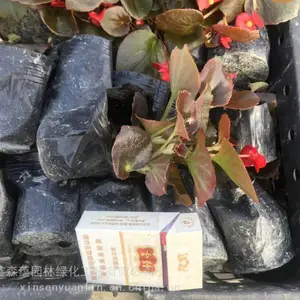 大量出售四季海棠工程苗 绿叶红叶四季海棠小杯苗