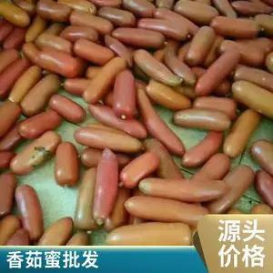 药食同源项目推荐 香茹蜜 香茹蜜种子批发 种植基地直供