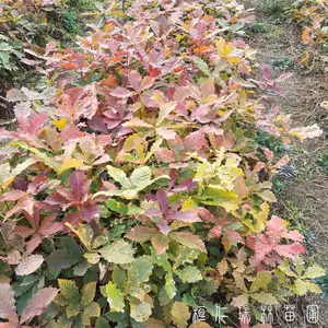 �����ɹ�����_�ɹ�������۸�_�ɹ���С�繩Ӧ