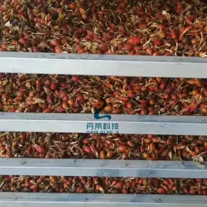 黄栀子烘干机 丹莱中药材烘烤箱 多型号可选择
