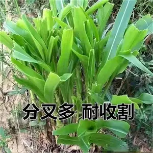 ˮ����̬�޸�������ҵÿ��50���ﵤ����������