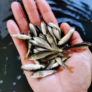 全国发货草鱼苗 网箱草鱼苗 出售青鱼苗