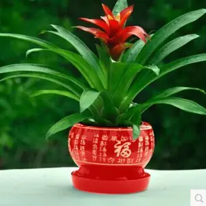 花坛摆放国庆花坛摆放