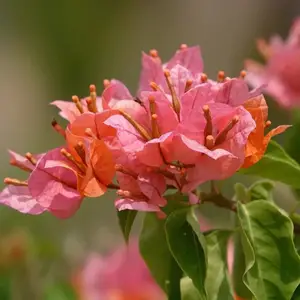 ����Ʒ������ ��� õ�� ��������÷�����նž� ��̳�����̻�ͥԺ����