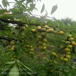 李子苗多少钱 李子苗***格 种植技术
