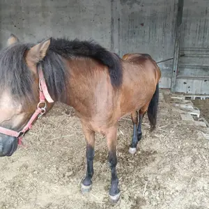 小矮马繁殖基地 小矮马市场价格 一匹小矮马价格 儿童骑乘小矮马