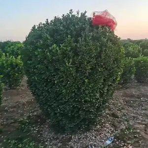 大叶黄杨球 生态种植 成活*** 各种大叶黄杨种类基地