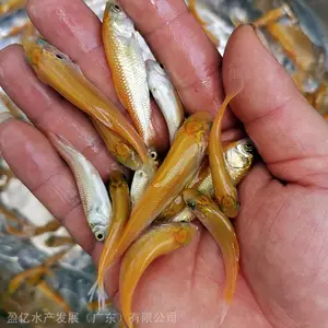 陕西活体金草鱼苗淡水 俄罗斯金草鱼苗报价 养殖技术