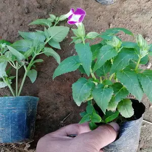 Ӫ��������������ַ_����_����