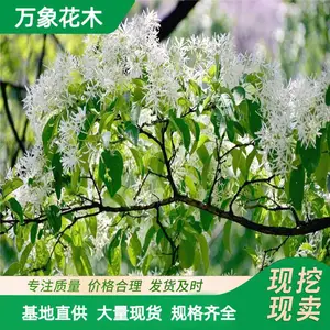 苗圃供应园林绿化 流苏树苗流苏树 存活*** 欢迎惠顾