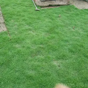 ��������ƺ�� ��������Ľ�� ����ʮ�߽��ӵ̰��õĲ�ƺ����***�� �Լ۱�