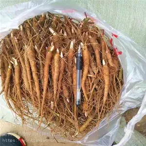 ������*** ���������������̩��ҩ��