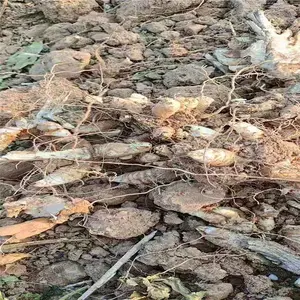 ���������� ����ѿ����ֱ����ֲ ��̩��ҩ��
