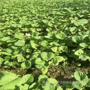 供应马蹄大黄种苗华中药库基地直供大黄种苗