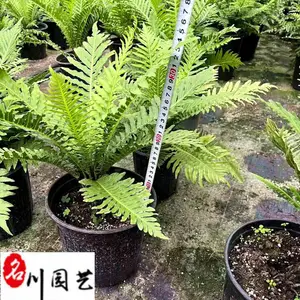 富贵蕨基地直供 好养易活观叶蕨类 四川室内盆栽绿植批发 庭院小区地被绿化