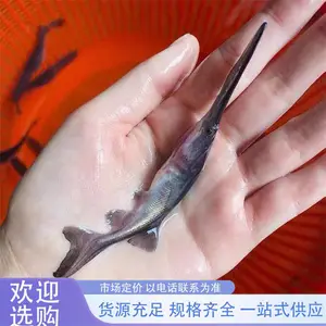 鸭嘴鱼苗 鲜活水产种苗 淡水养殖生长快 可批发提供技术指导
