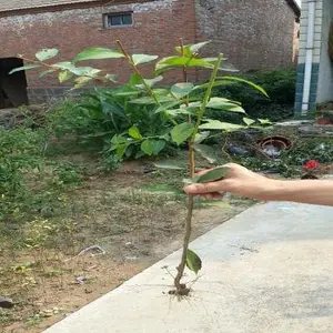 紫薇花苗价格-紫薇-鸿基农业花苗销售