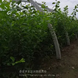 ��Ʒ���������������_����÷��������ľ����
