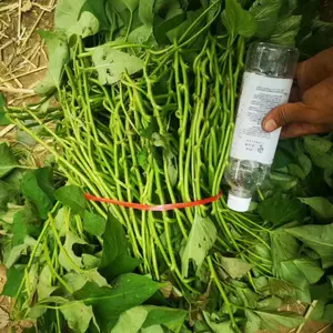 红薯苗基地 红薯苗批发 红薯苗价格 零售