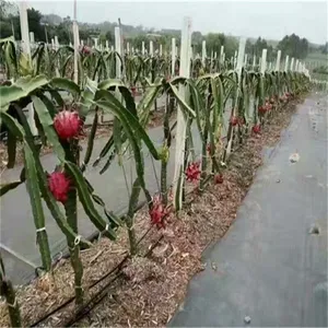 山东75公分宽防草布多少钱