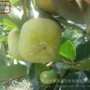 金丝新4号枣树苗批发 金丝新4号枣树苗成长特性