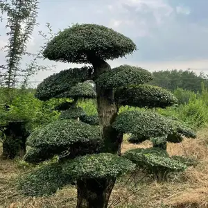 湖北哪里有对节白蜡-对接白蜡产地-怎么卖